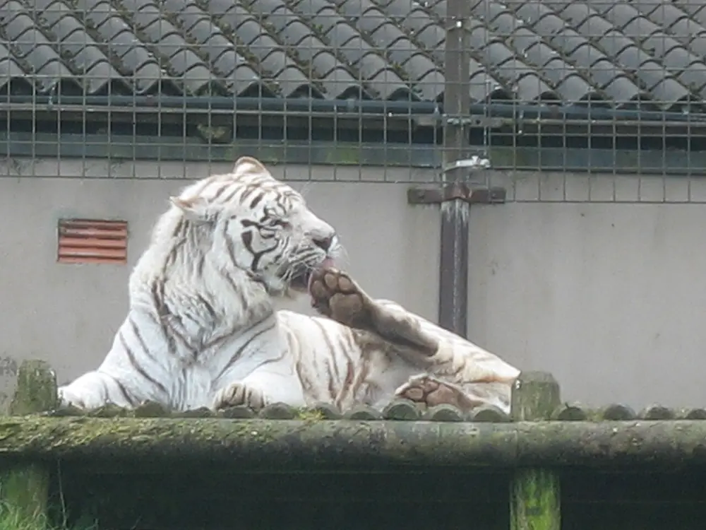 Belfast Zoo on Cave Hill