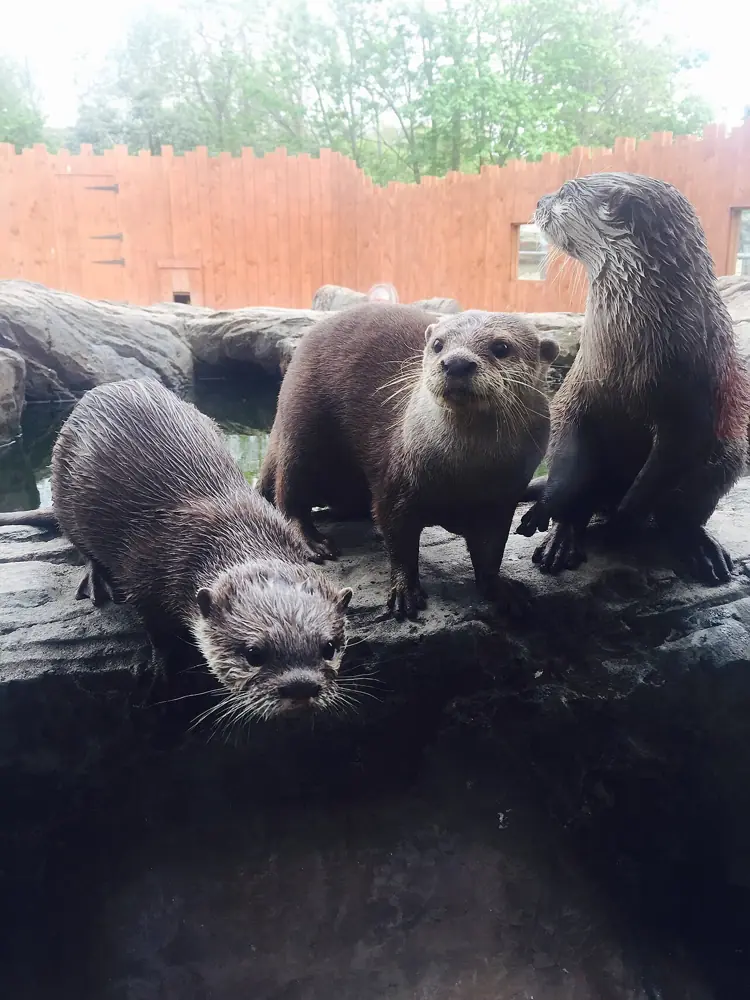 Exploris Aquarium and Seal Sanctuary