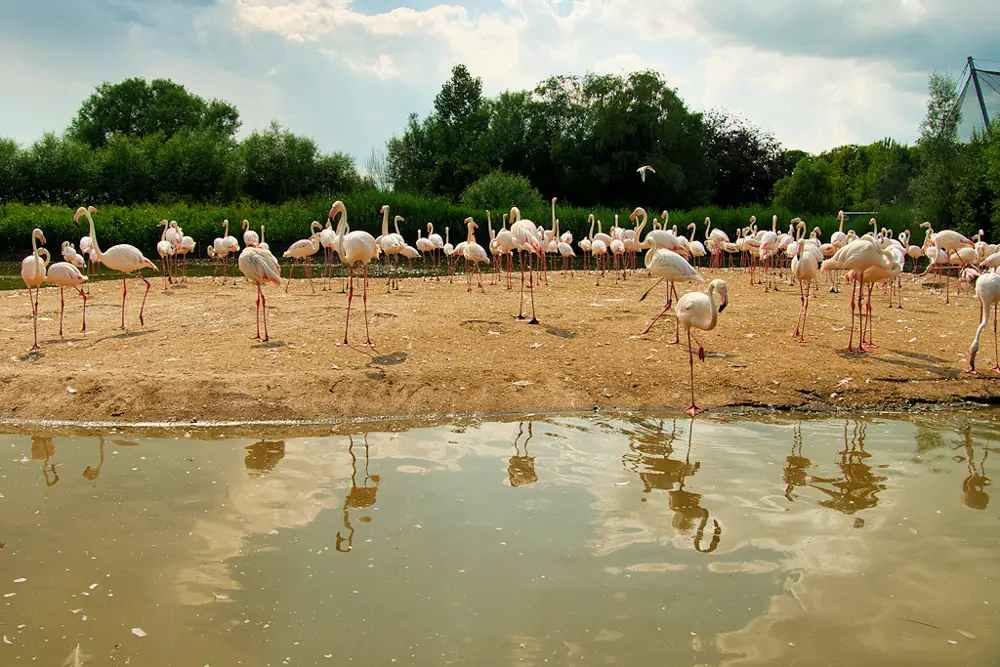 Flamingos at Slimbridge