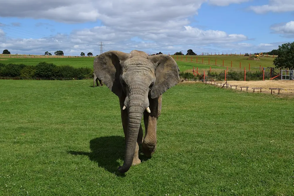 Noah's Ark Zoo Farm
