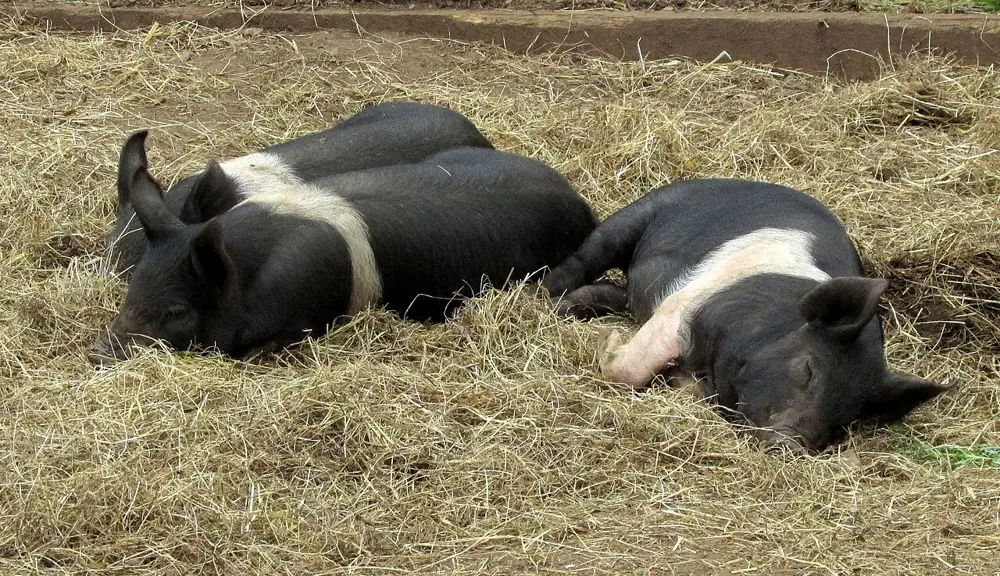 St Werburghs City Farm
