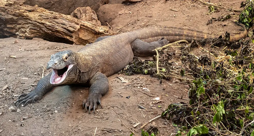Chester Zoo