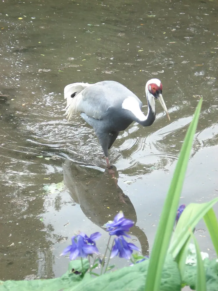 Penguins at Birdland