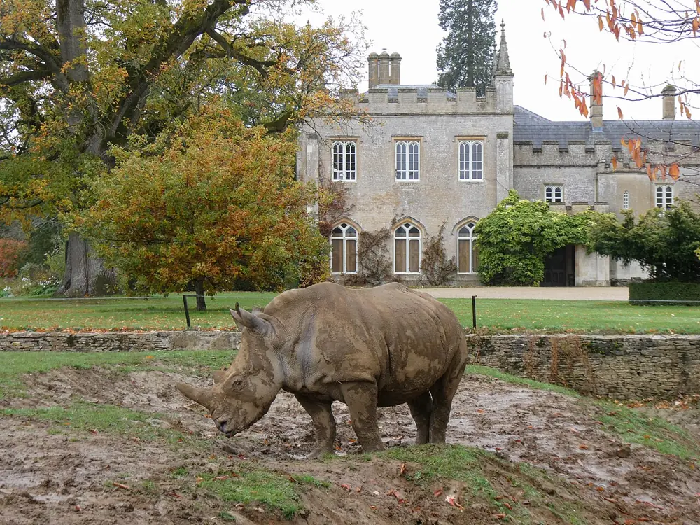 Rhinos at Cotswold Wildlife Park