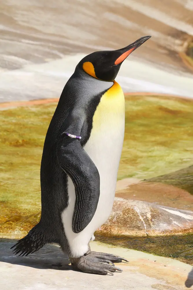 Edinburgh Zoo on Corstorphine Hill