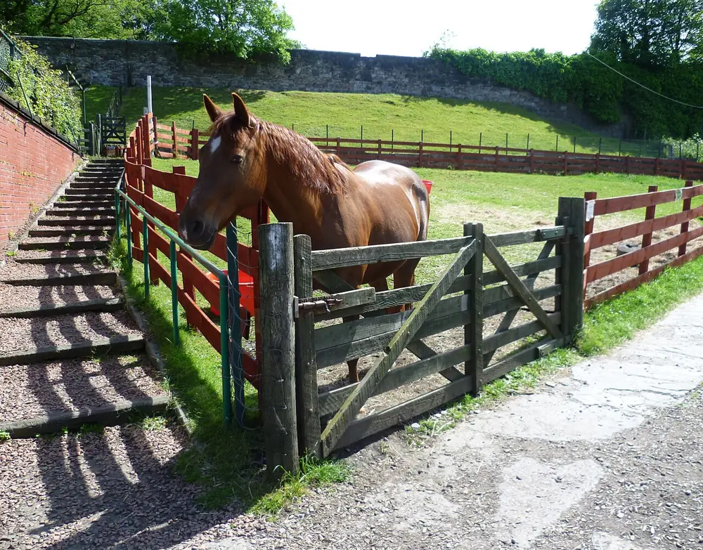 Gorgie Farm