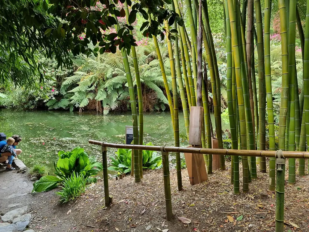 Subtropical Trebah Garden