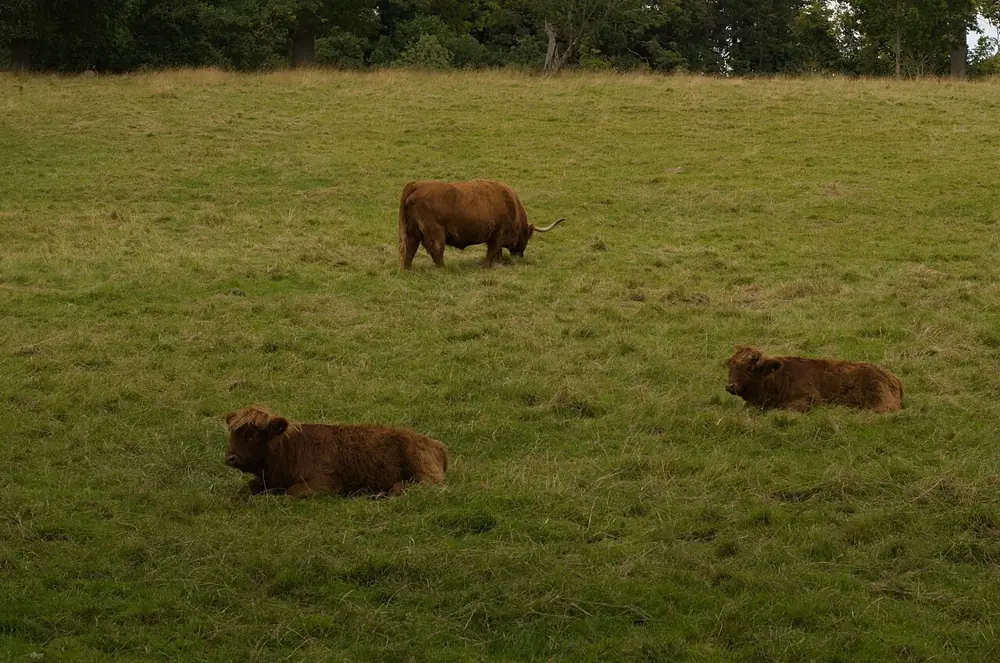 Highland Cows in Pollok Park