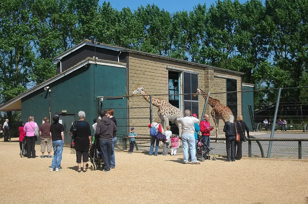 Apes at Twycross Zoo