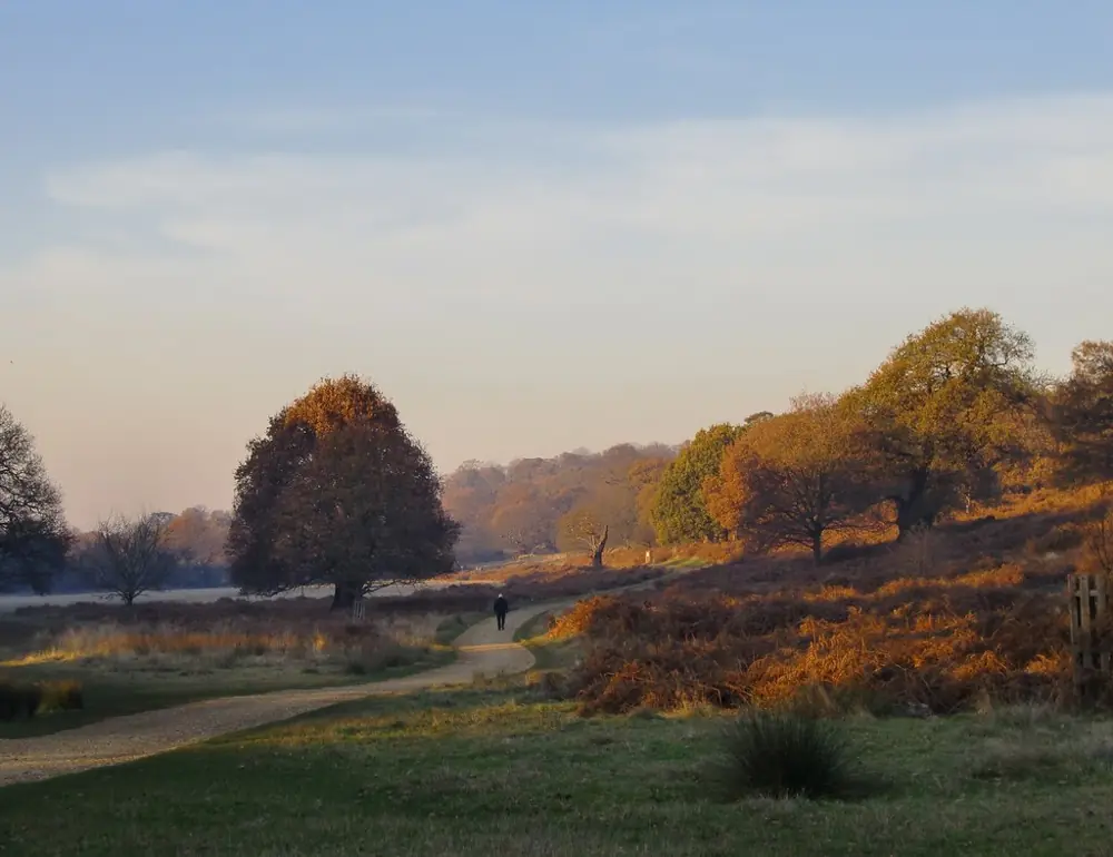 Deer Spotting in Richmond Park
