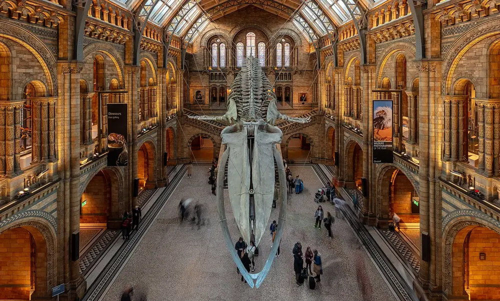 Dinosaurs and a Blue Whale
