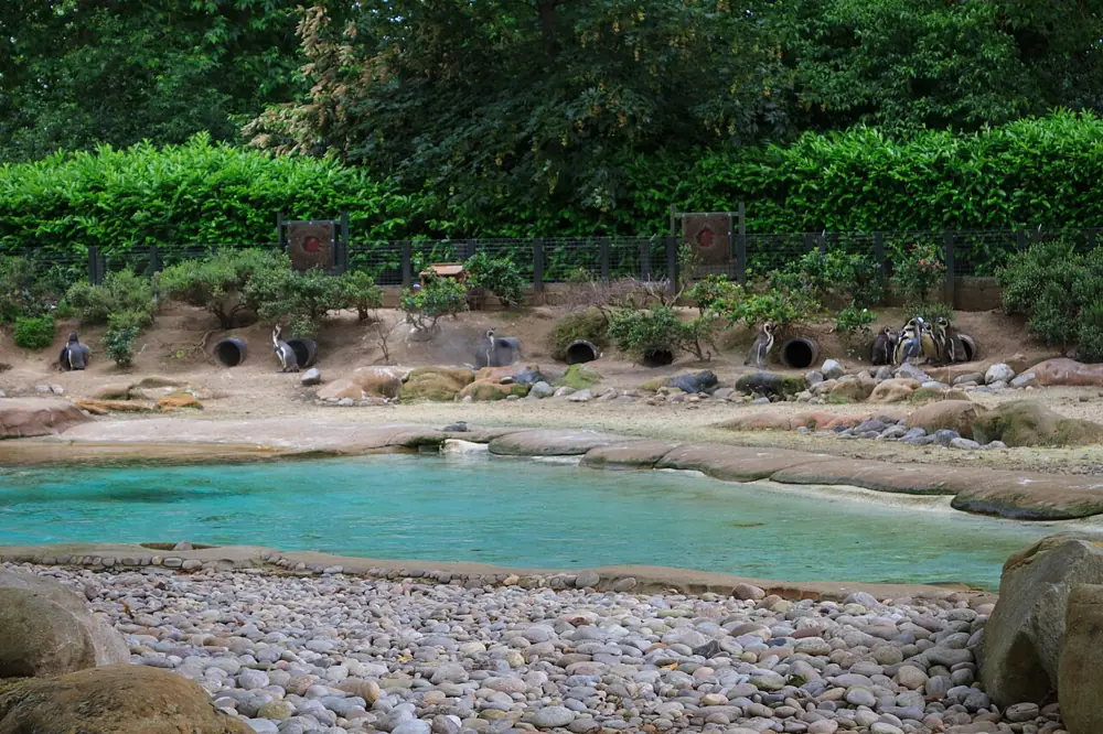 Lions and Penguins at London Zoo