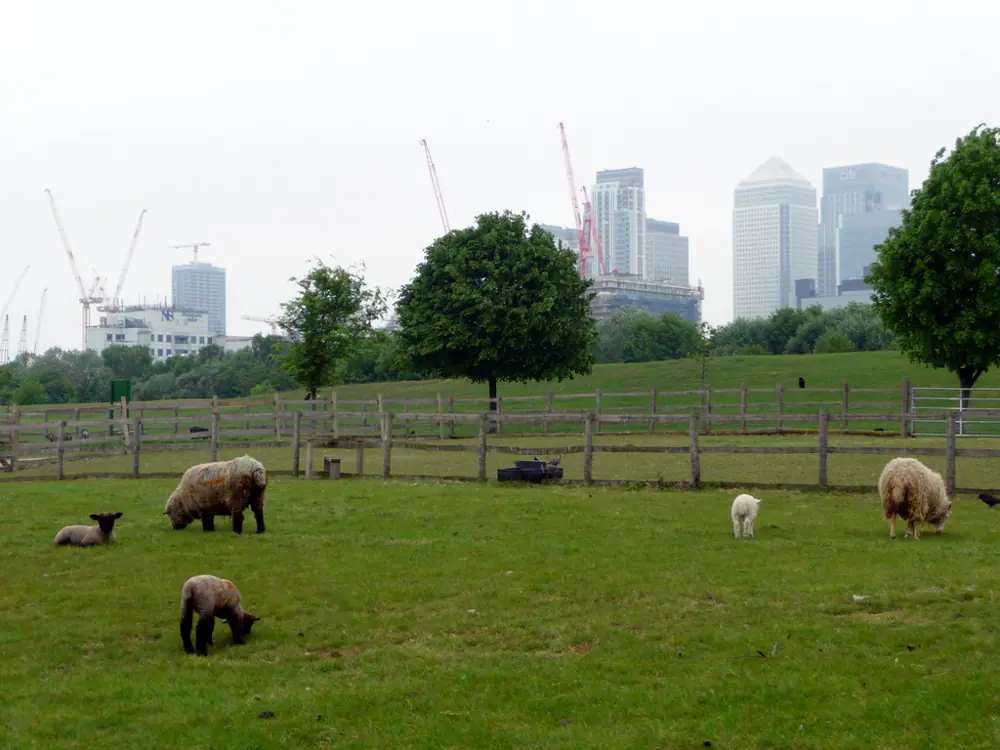 Mudchute City Farm
