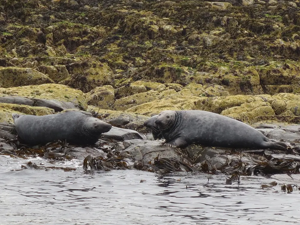 Snorkel with Seals at the Farne Islands