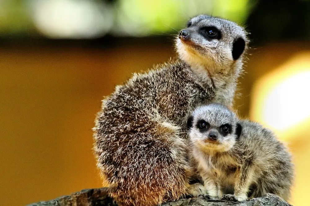 Banham Zoo