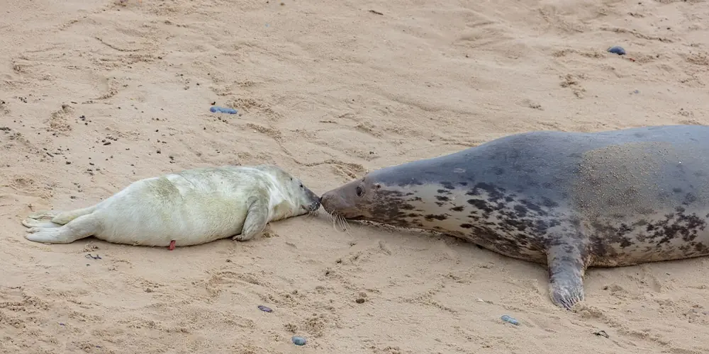 Grey Seal Pups at Horsey