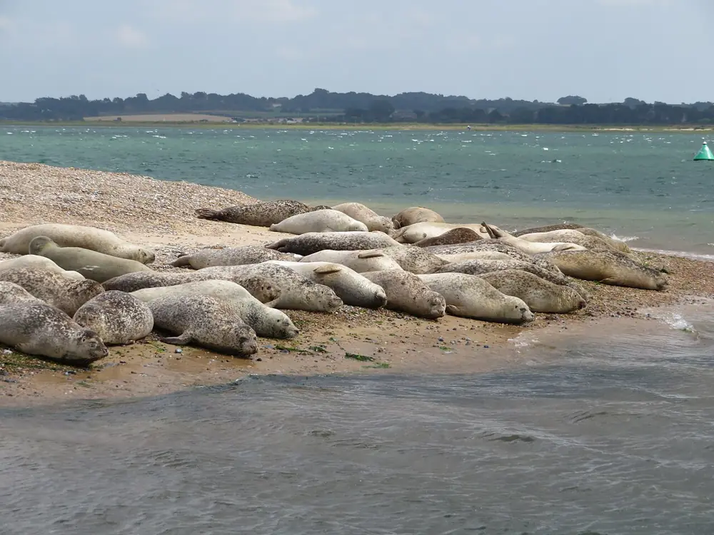 Seal Trip to Blakeney Point