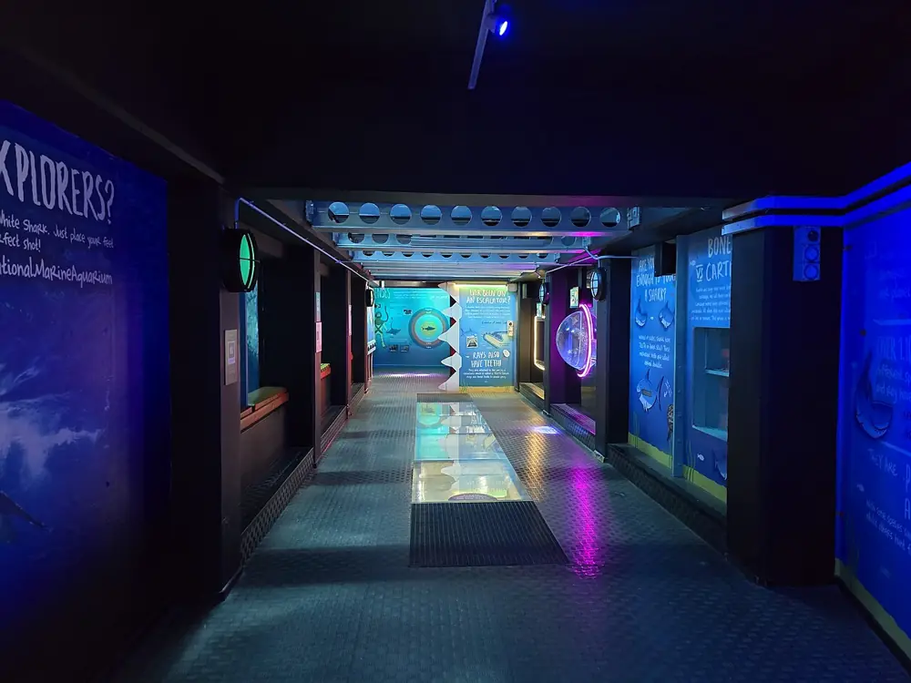 Sharks at the National Marine Aquarium