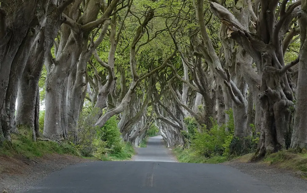 The Dark Hedges