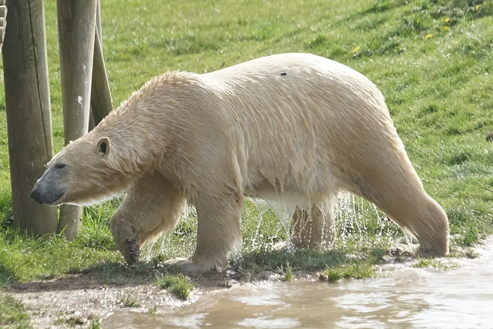 Polar Bears at Yorkshire Wildlife Park
