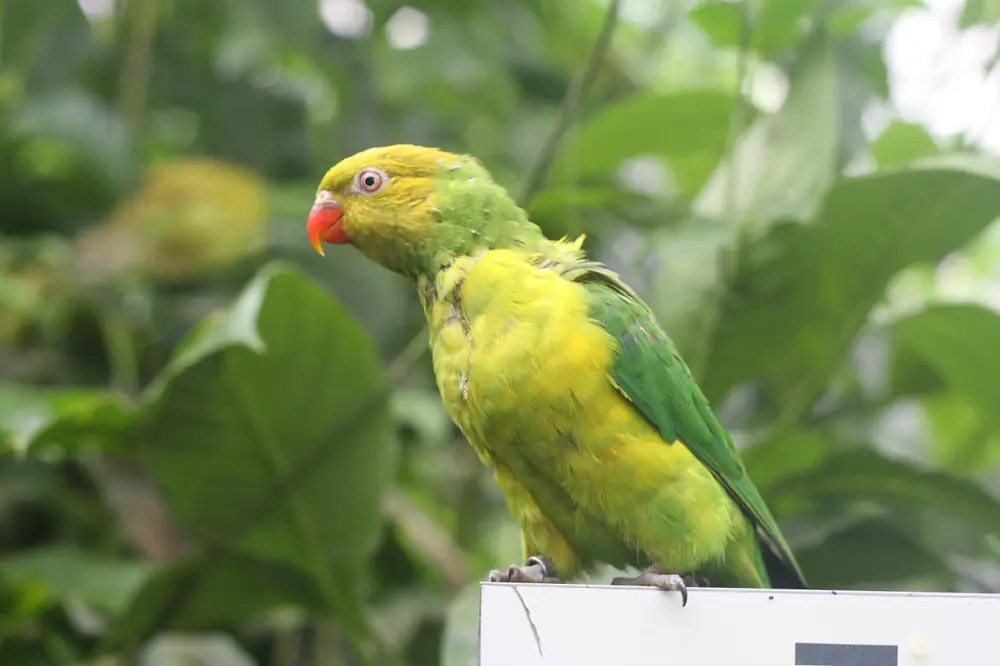 Tropical Butterfly House