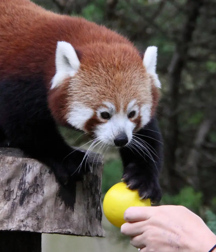 Paradise Park Wildlife Sanctuary
