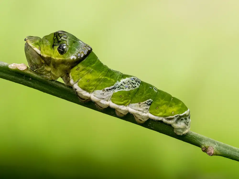 Stratford Butterfly Farm