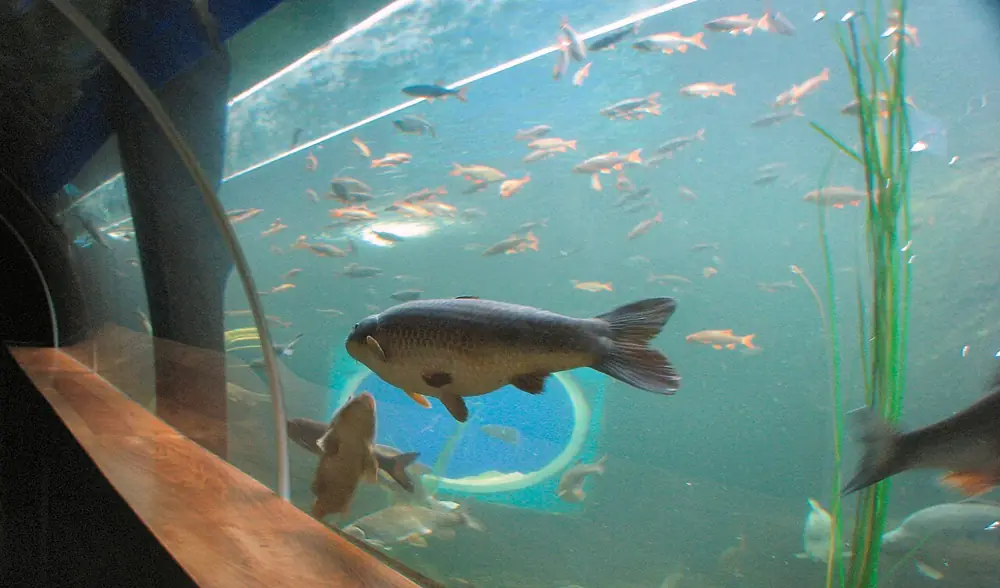 Lakes Aquarium at Lakeside