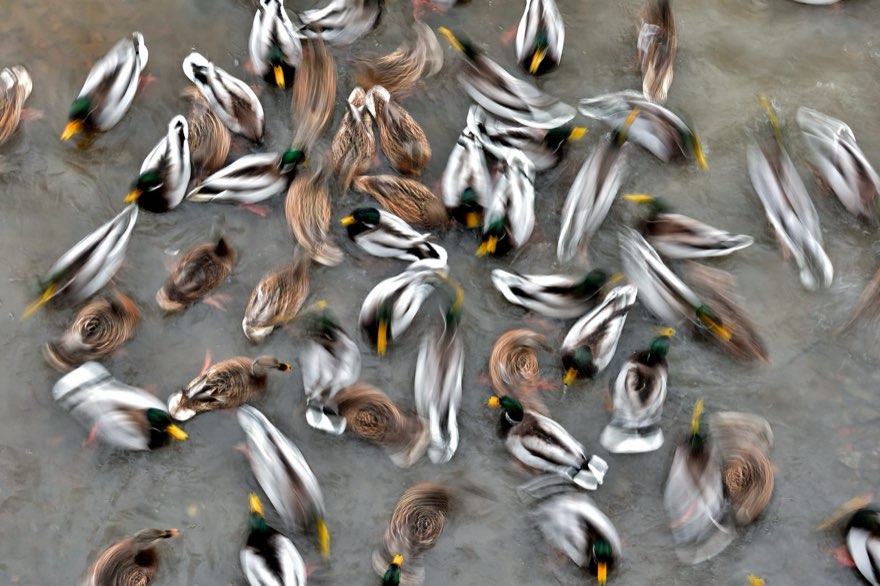 Duck Diplomacy