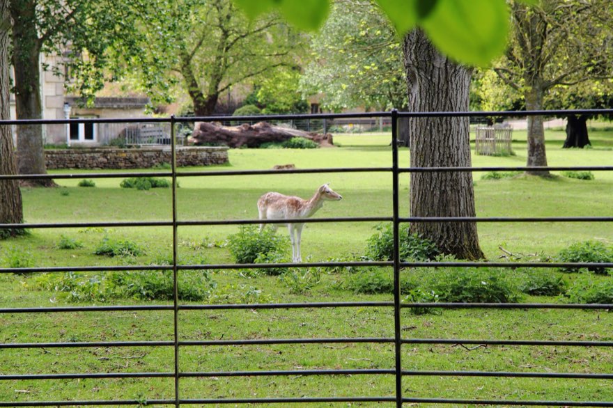 Magdalen Deer Park Wander