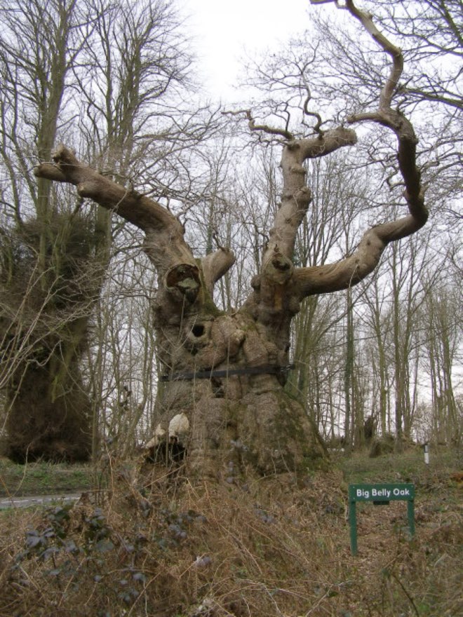 Hunt the Big Belly Oak