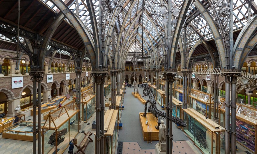 Find the Dodo
