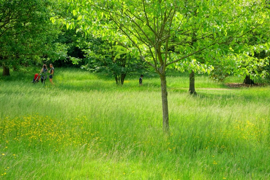 Get Lost in the Savill Garden