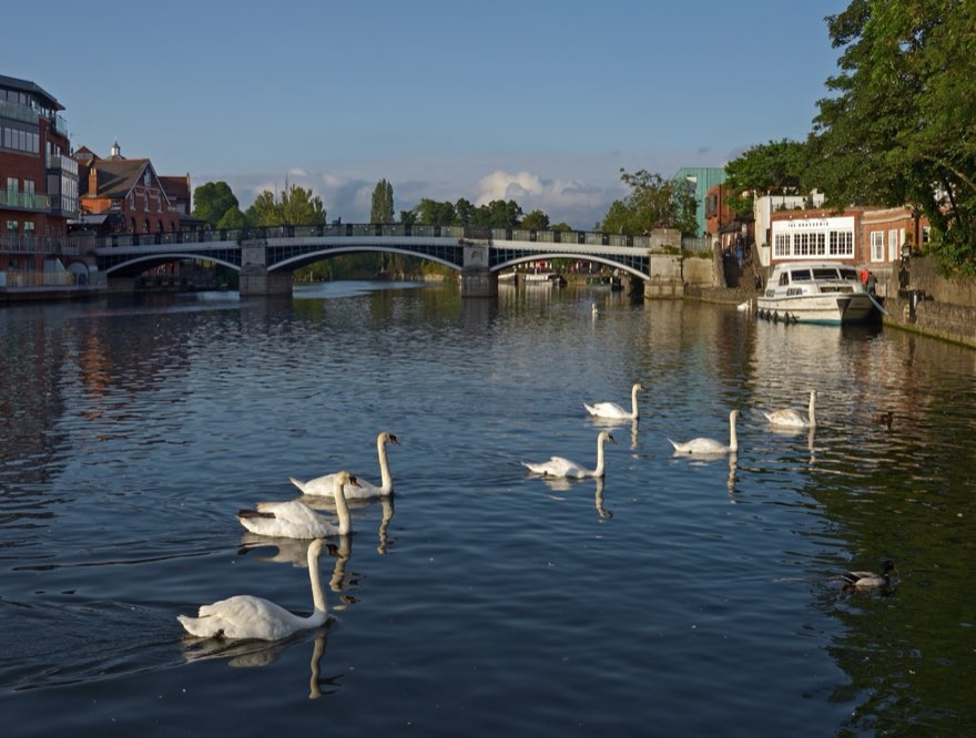 Swan Watch